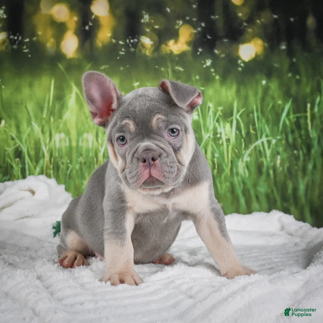 French Bulldog dogs for sale: Luke - Ad 1