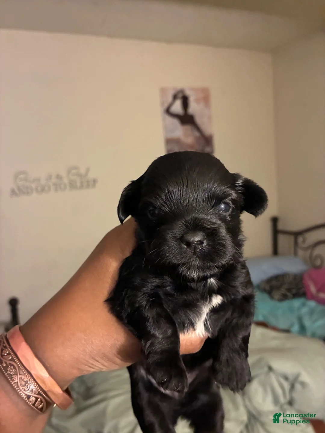 Mixed Breed dogs for sale: Black Jack - Ad 1