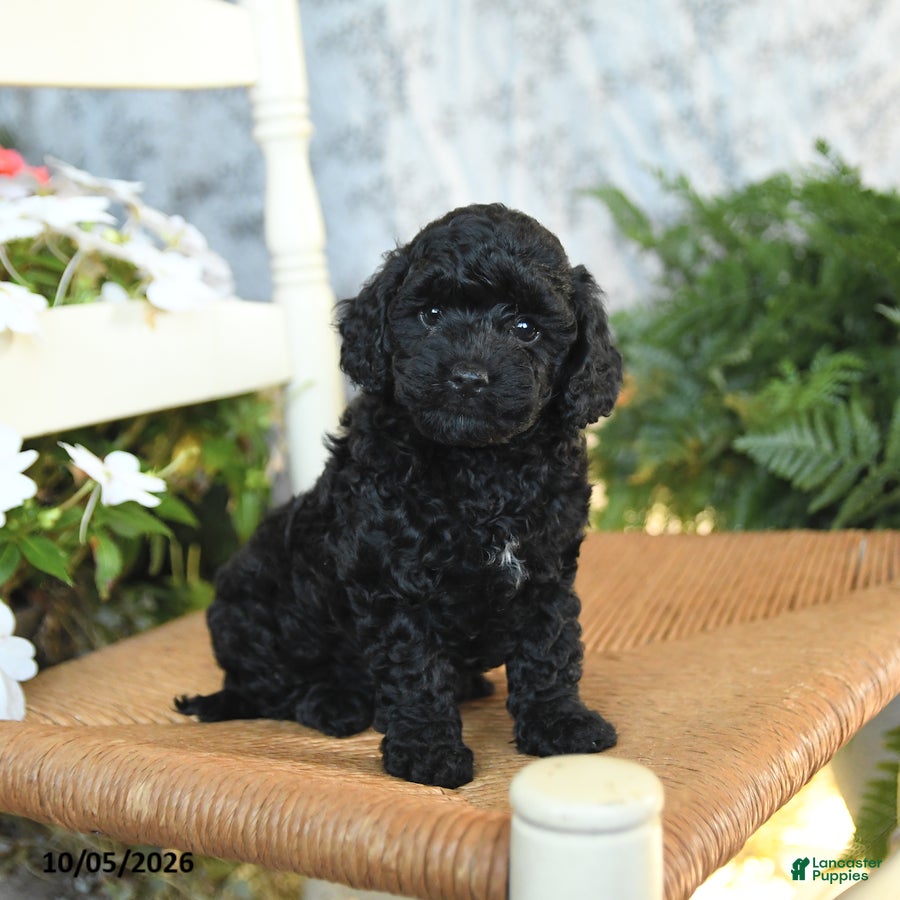 Ellie (Havapoo, Female) in New Oxford, PA
