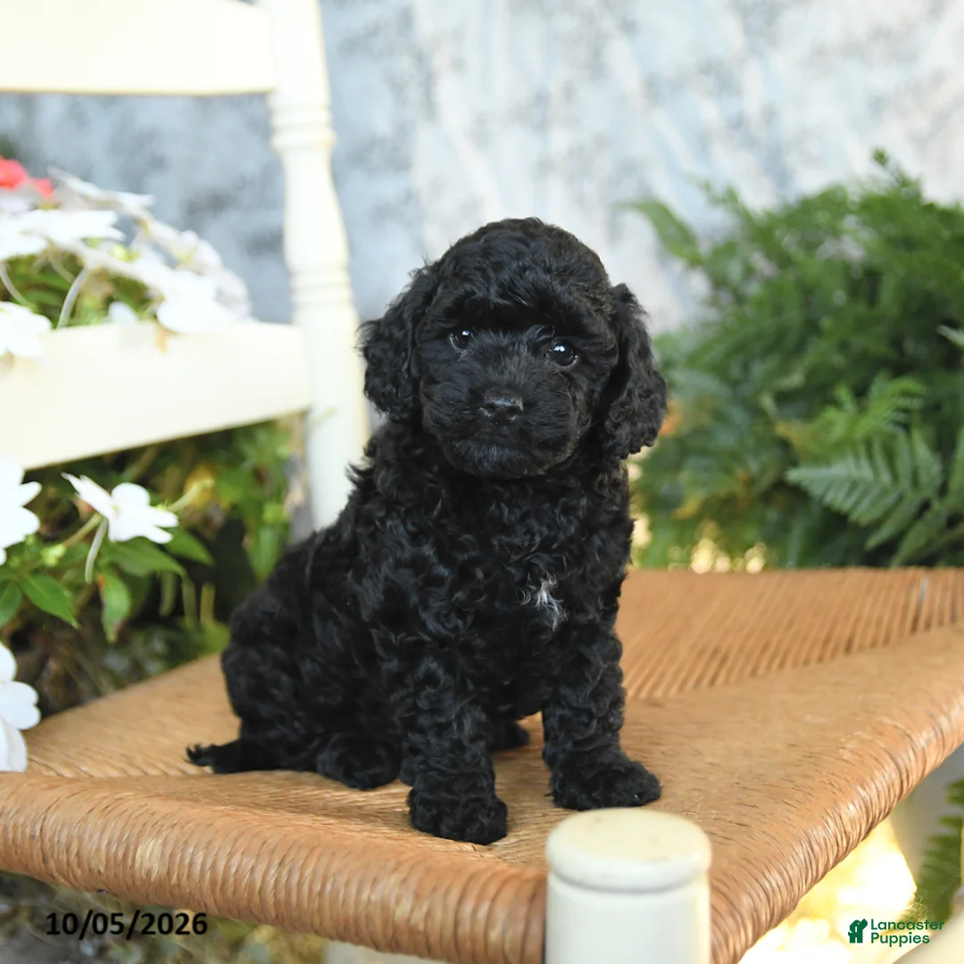 Havapoo dogs for sale: Ellie - Ad 1