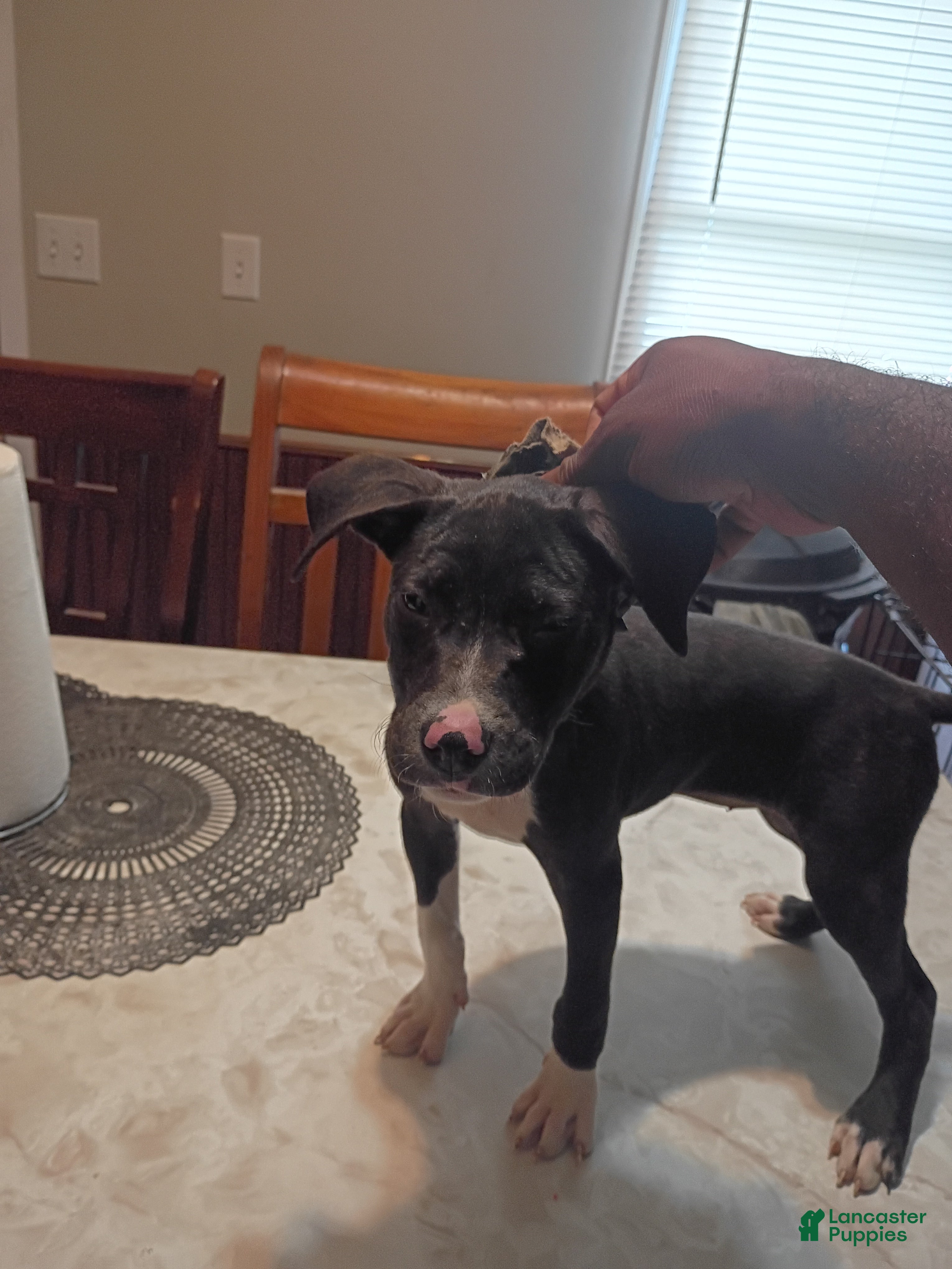 American Pit Bull Terrier dogs American Pit Bull Terrier 5 - Ad 32