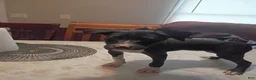 American Pit Bull Terrier dogs for sale: American Pit Bull Terrier 5 - Ad 1