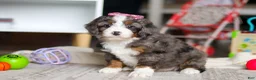 Mini Bernedoodle dogs for sale: Cali - Ad 4