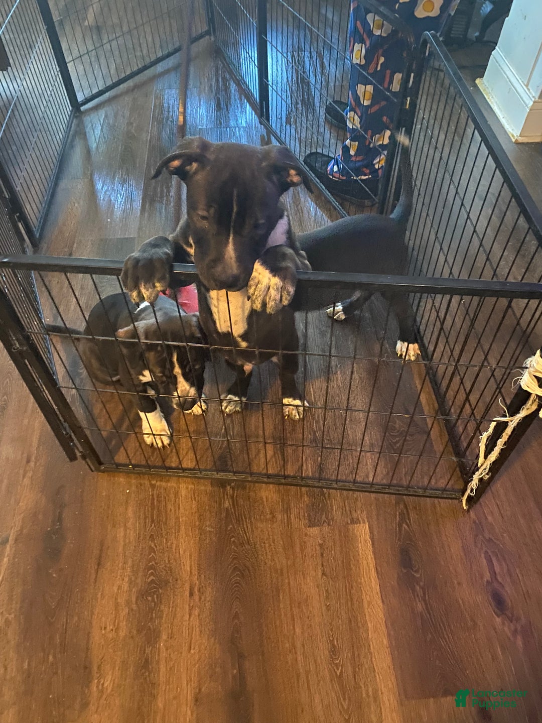 Mixed Breed dogs for sale: Mixed Breed Puppy 2 - Ad 5