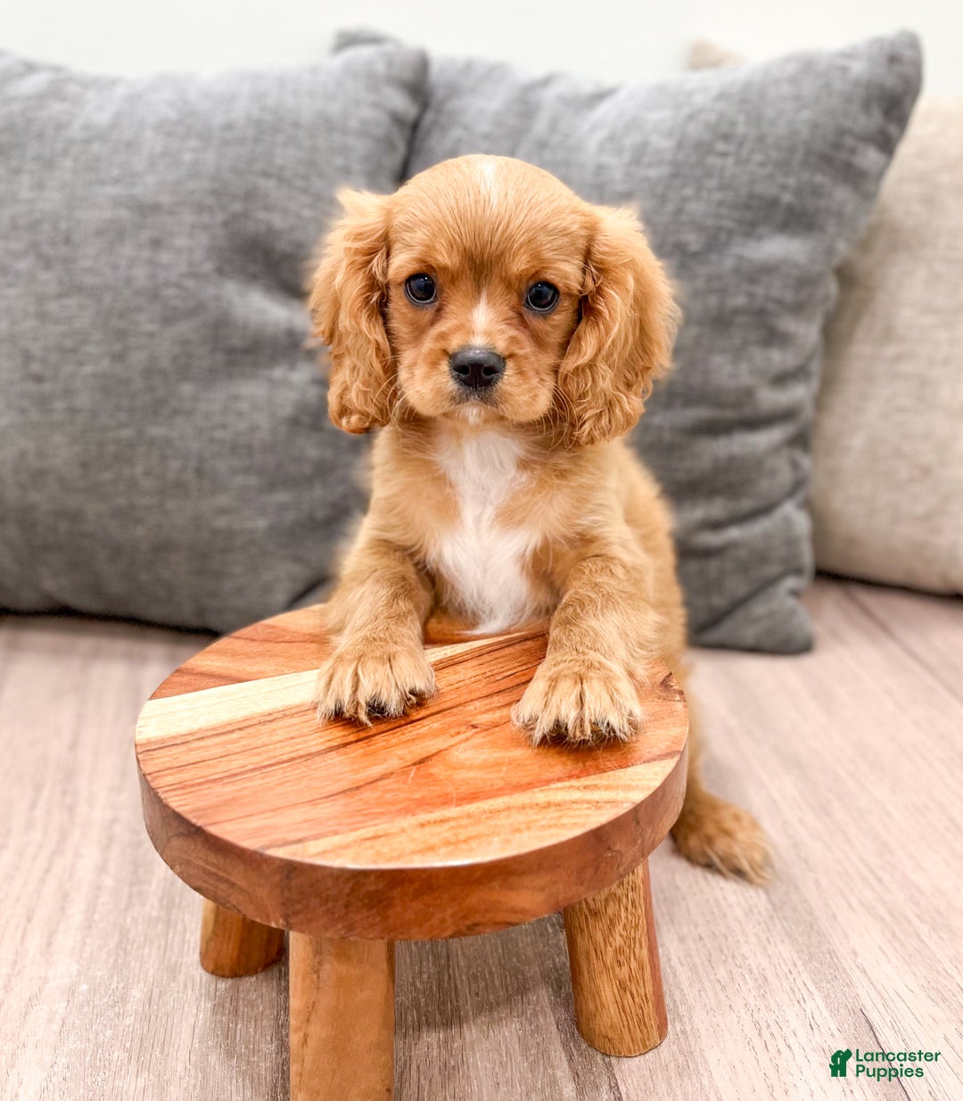 Cavalier King Charles Spaniel dogs for sale: Cooper - Ad 2