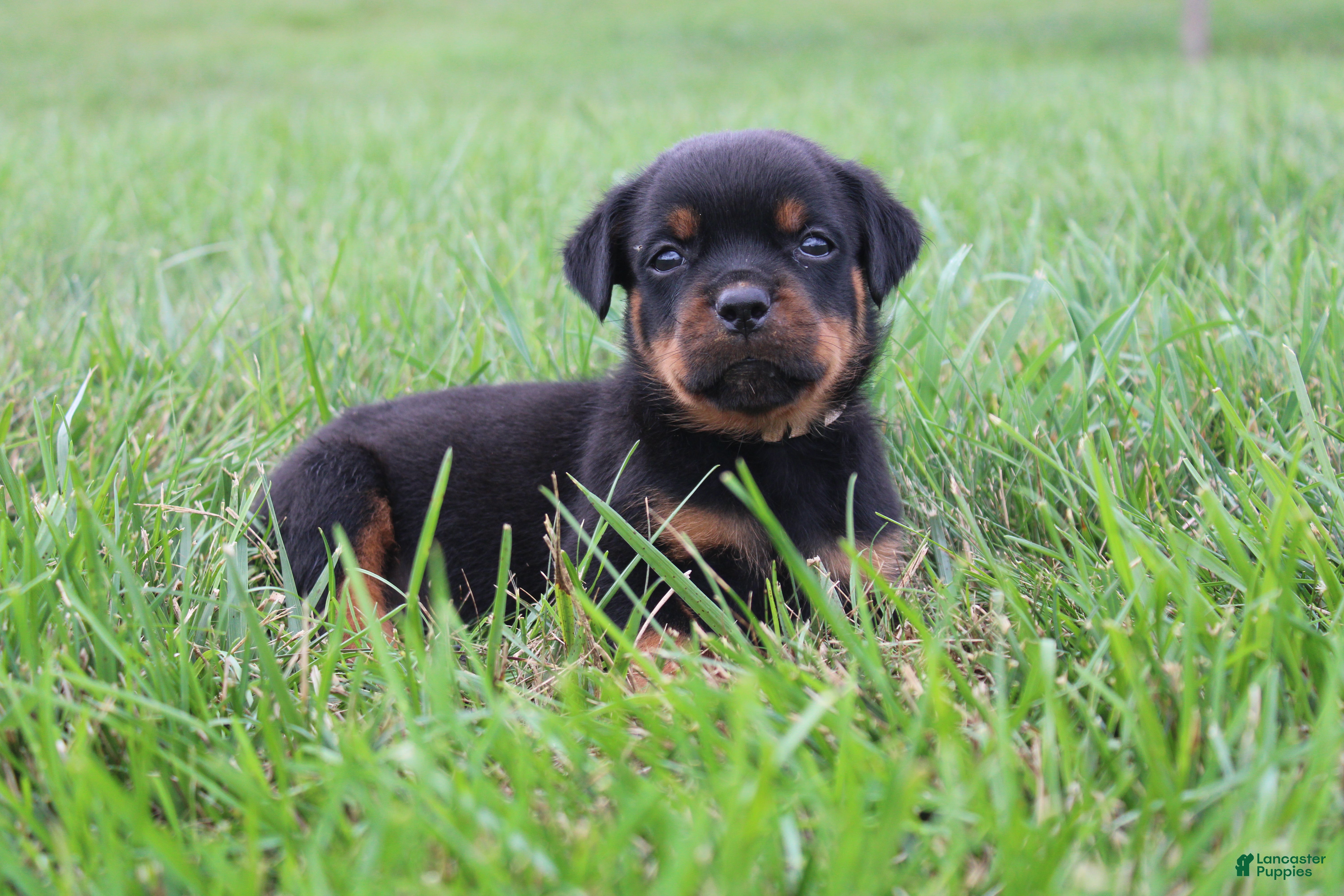 Rottweiler dogs Bell - Ad 1