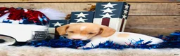Miniature Dachshund dogs for sale: Jameson  - Ad 8