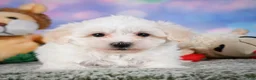 Maltipoo dogs for sale: milo - Ad 2
