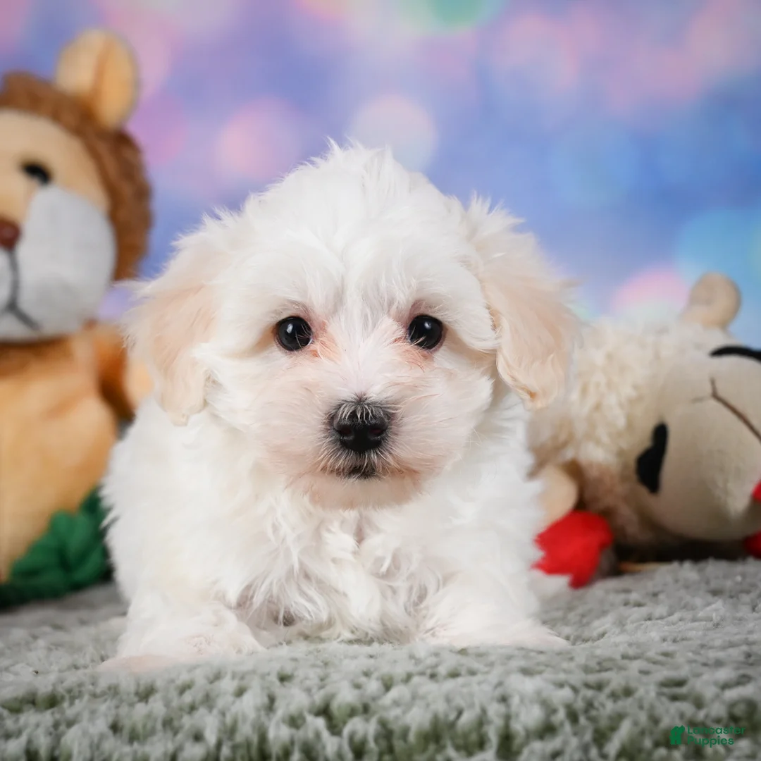 Maltipoo dogs for sale: milo - Ad 2