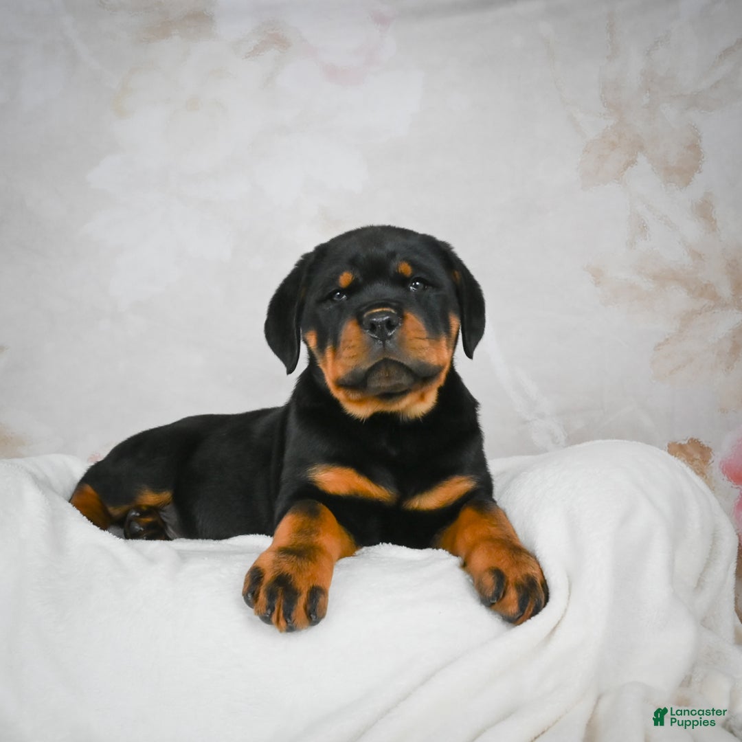 Rottweiler dogs for sale: Blake - Ad 5