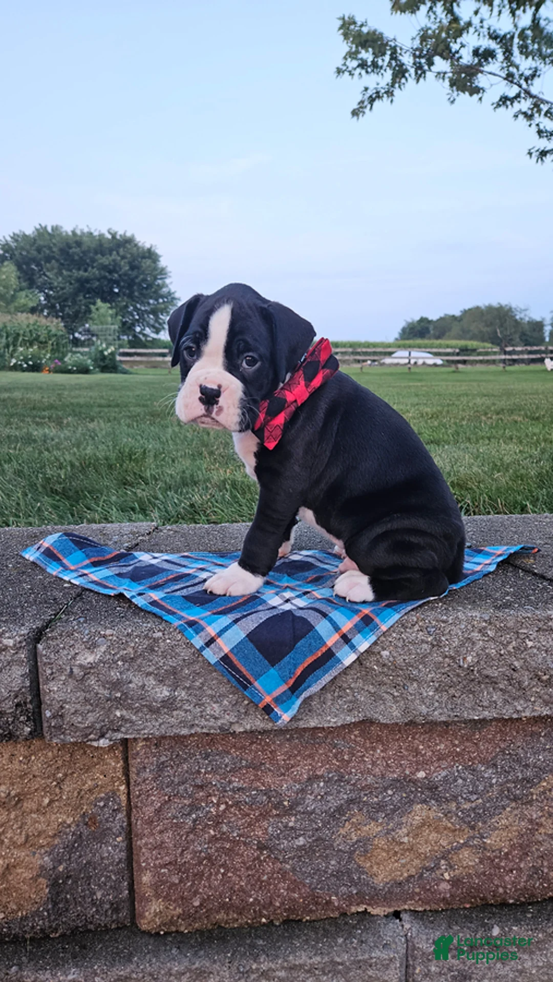 Boxer dogs for sale: Aundre - Ad 3