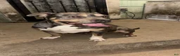 American Bully dogs for sale: American Bully 1 - Ad 2
