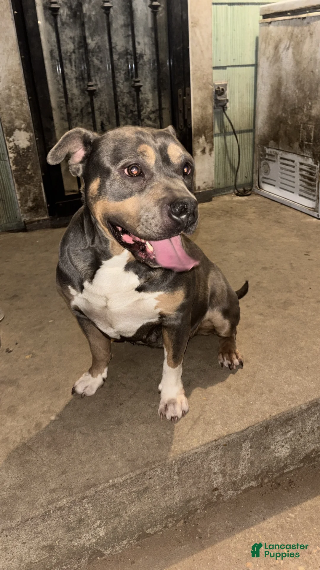 American Bully dogs for sale: American Bully 1 - Ad 2