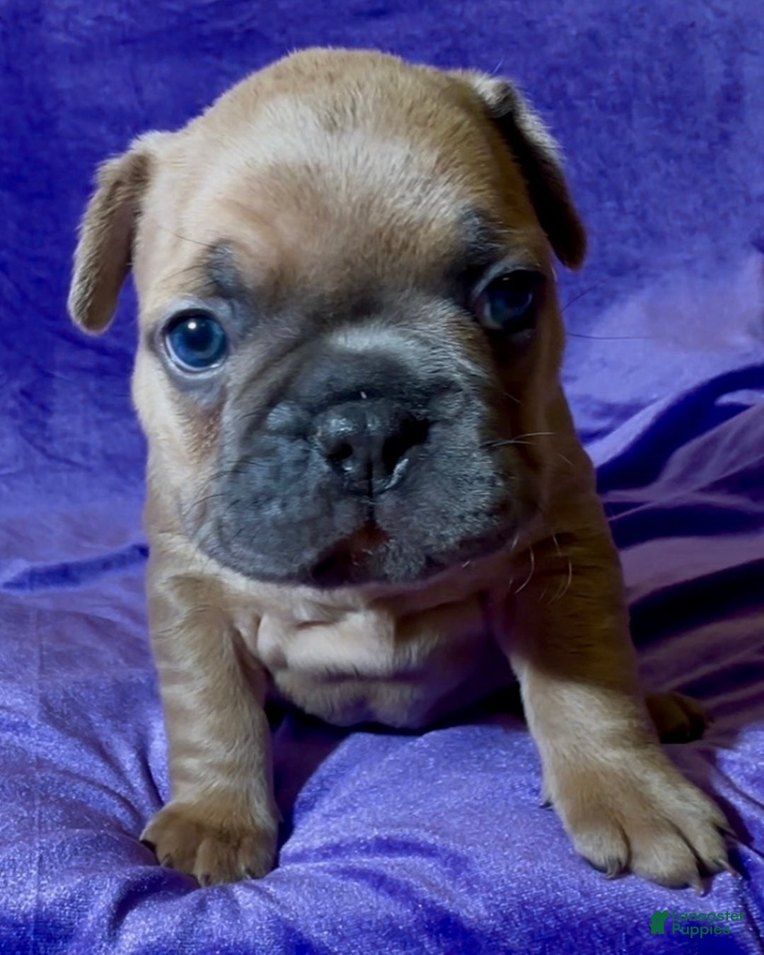 French Bulldog dogs for sale: Walter - Ad 4