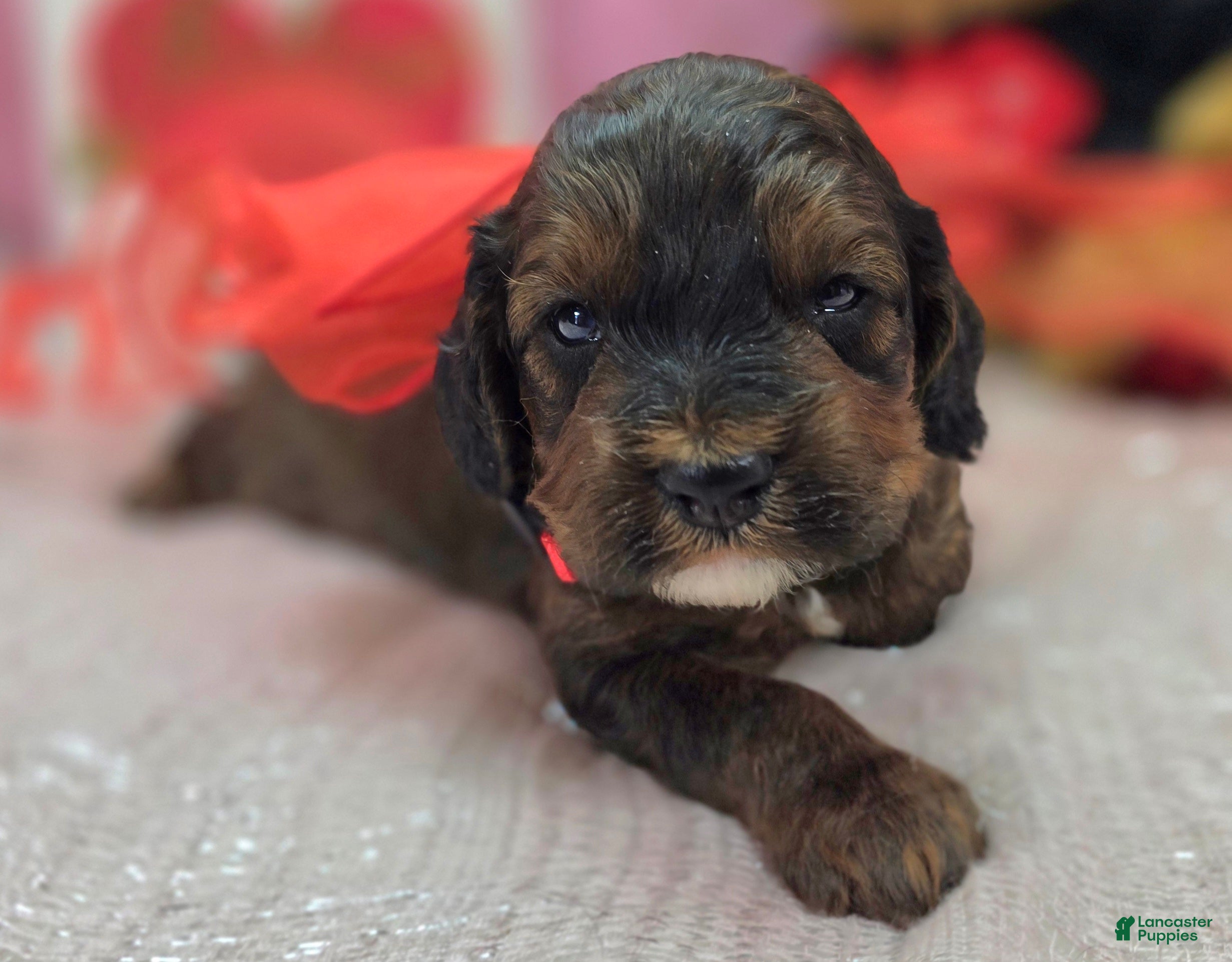 Cockapoo dogs Nebula - Ad 15