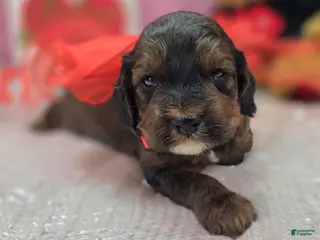 Cockapoo dogs Nebula - Ad 18