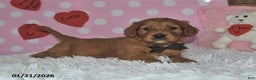Miniature Golden Retriever dogs for sale: Snoopy - Ad 2