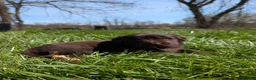 Newfoundland dogs for sale: Haelyn - Ad 6
