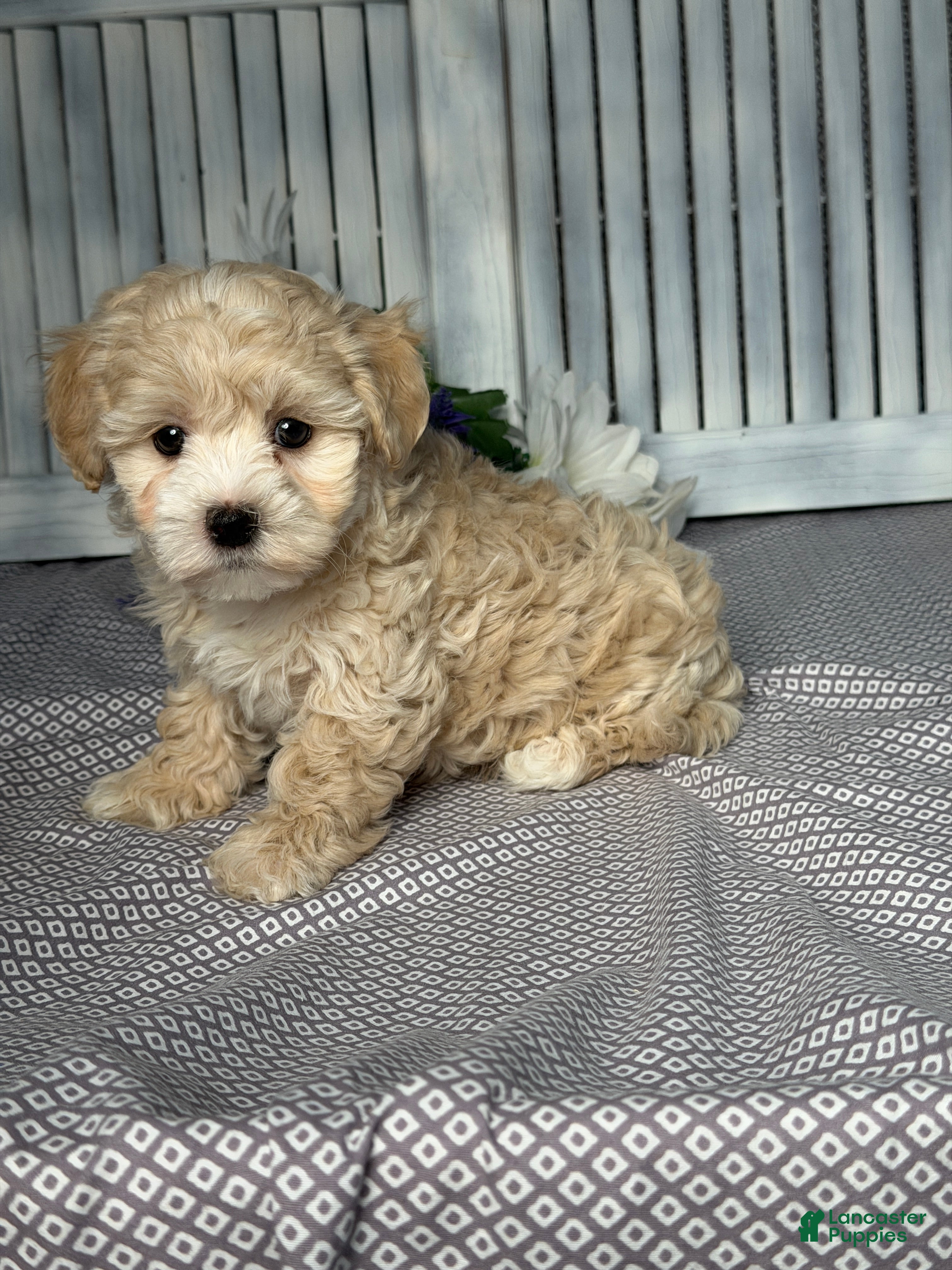 Maltipoo dogs Maltipoo Puppy 2 - Ad 2