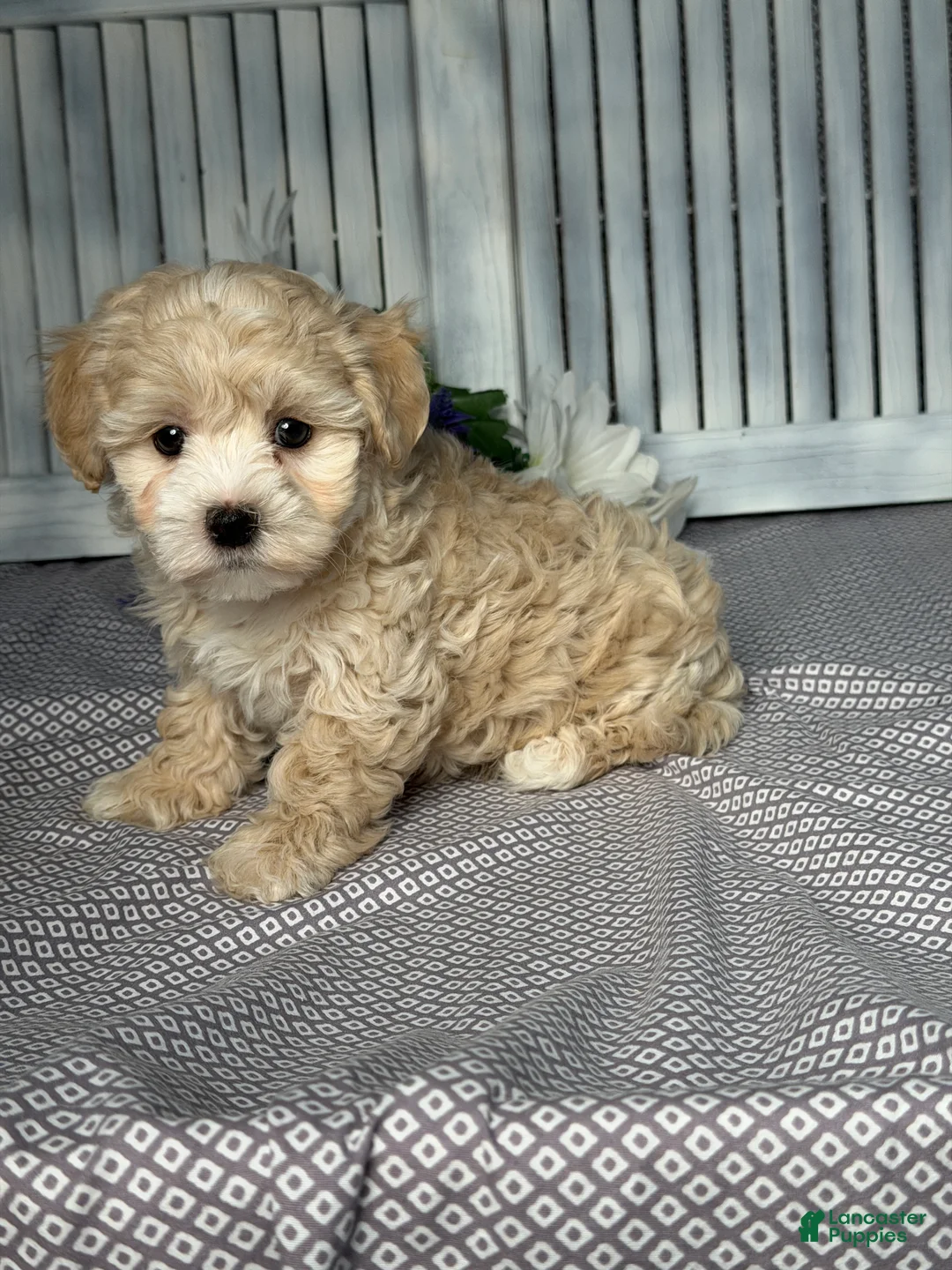 Maltipoo dogs for sale: Maltipoo Puppy 2 - Ad 2