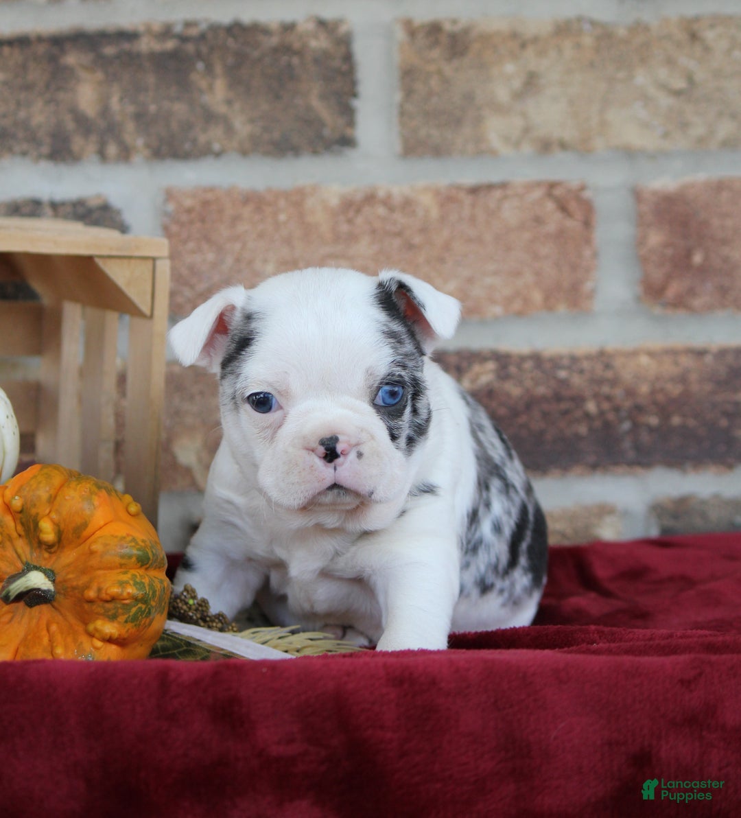 Mixed Breed dogs for sale: Finley - Ad 1