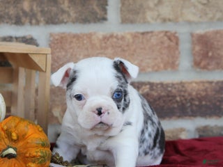 Mixed Breed dogs Finley - Ad 27