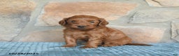 Mini Goldendoodle dogs for sale: Sirius - Ad 6