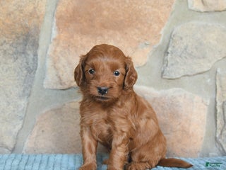 Mini Goldendoodle dogs - Ad 34