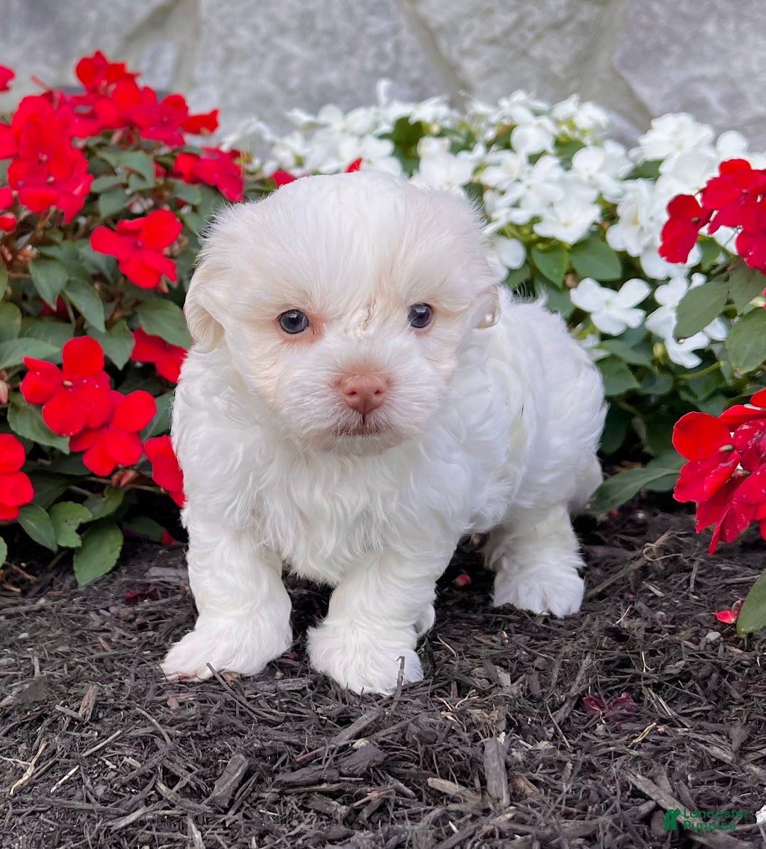 Havanese dogs for sale: Angie - Ad 1