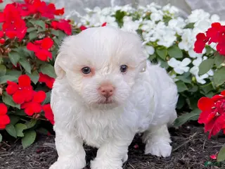 Havanese dogs Angie - Ad 14