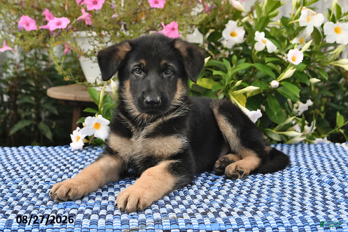 German Shepherd dogs Kaiser - Ad 2
