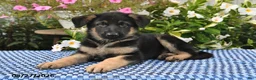 German Shepherd dogs for sale: Kaiser - Ad 2