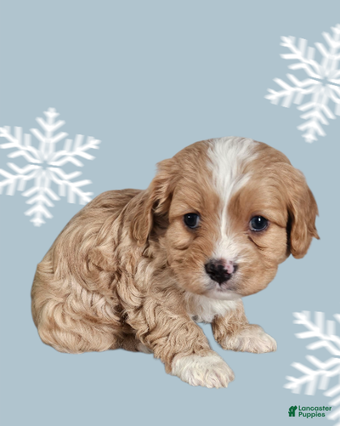 Cavapoo dogs Cavapoo Puppy 2 - Ad 29