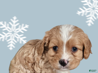 Cavapoo dogs Cavapoo Puppy 2 - Ad 38