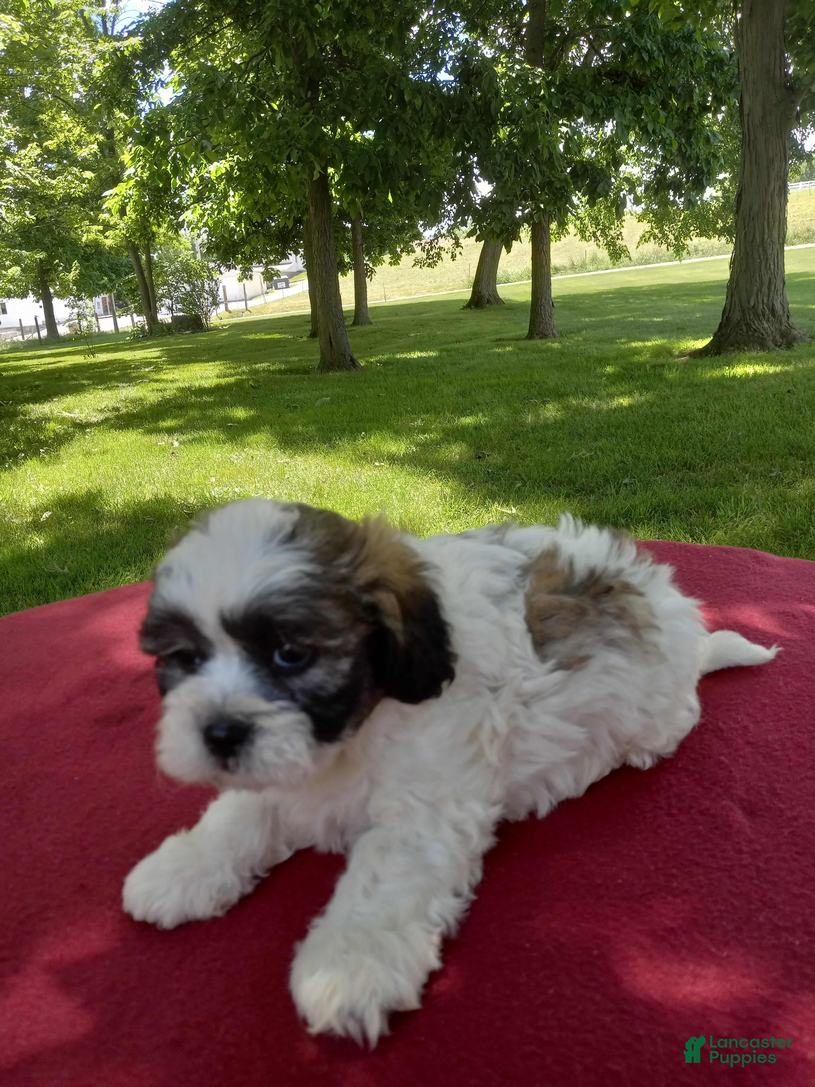 Teddy Bear dogs Daisy - Ad 2