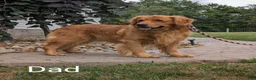Golden Retriever dogs for sale: Parker  - Ad 17