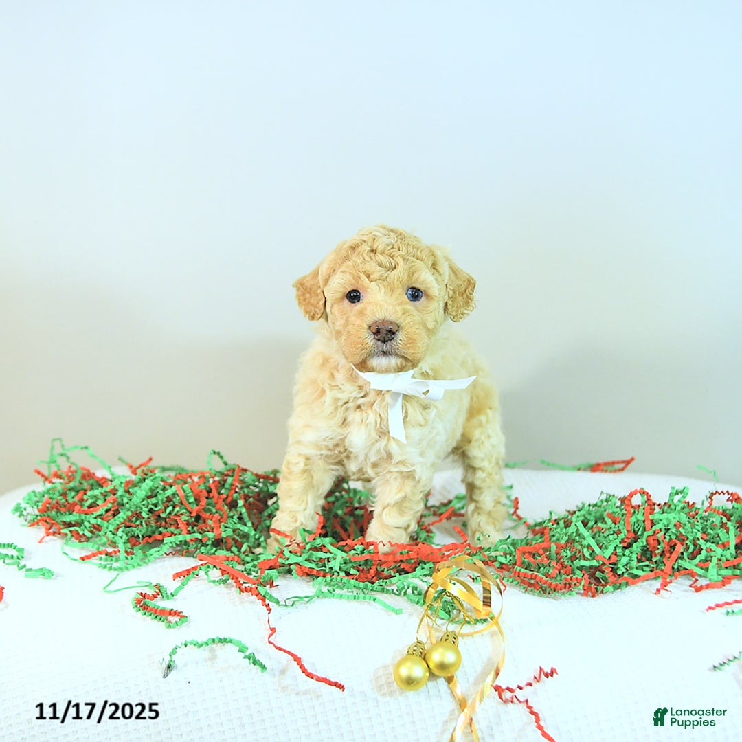 Miniature Poodle dogs for sale: Archie - Ad 9