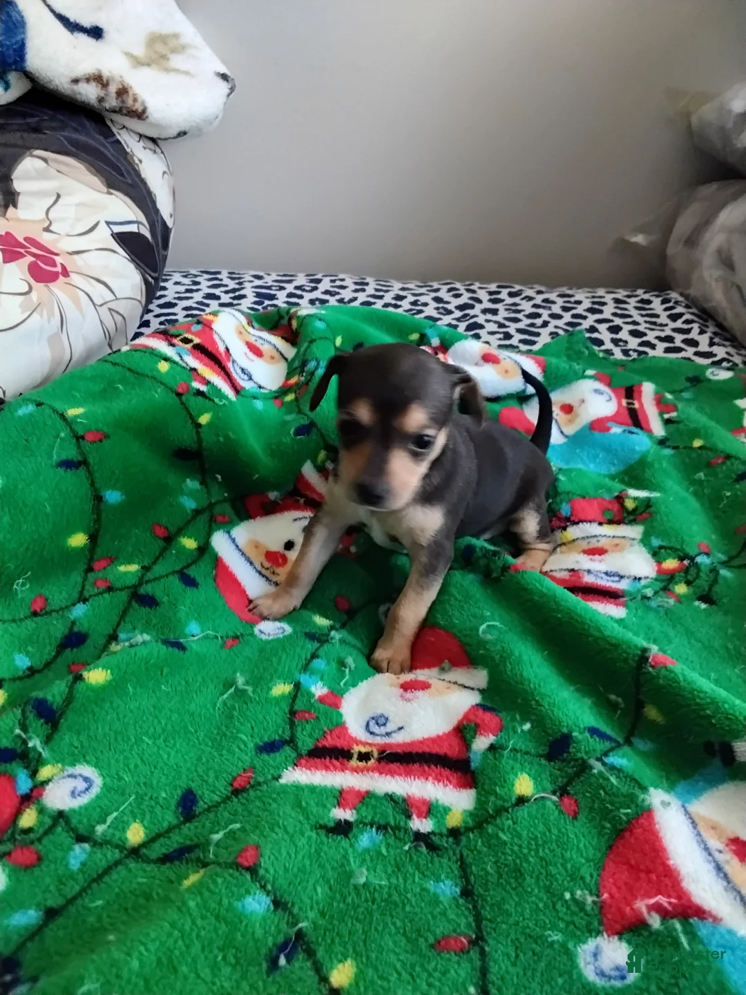 Mixed Breed dogs for sale: Poppy - Ad 1