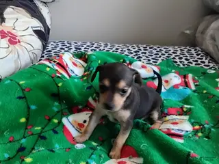 Mixed Breed dogs for sale: Poppy - Ad 3