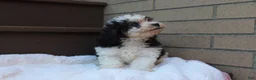 Miniature Poodle dogs for sale: Diego  - Ad 7