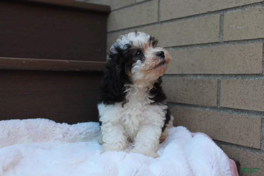 Miniature Poodle dogs for sale: Diego  - Ad 7