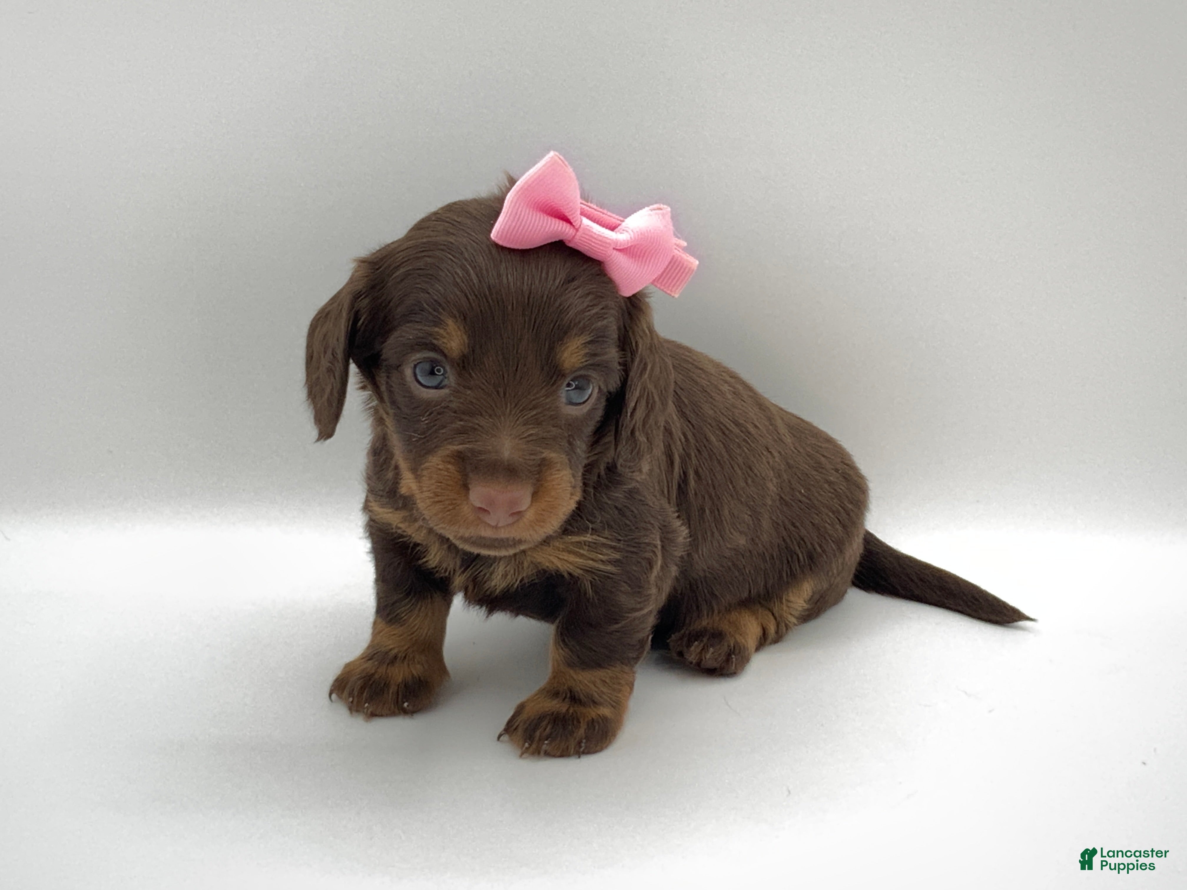 Miniature Dachshund dogs Kendra - Ad 2
