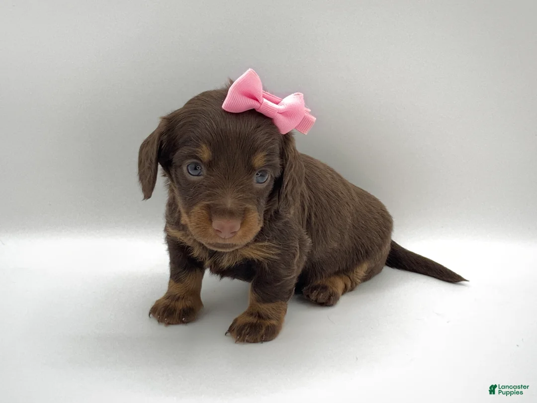 Miniature Dachshund dogs for sale: Kendra - Ad 2