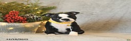 Boston Terrier dogs for sale: Sugar - Ad 3