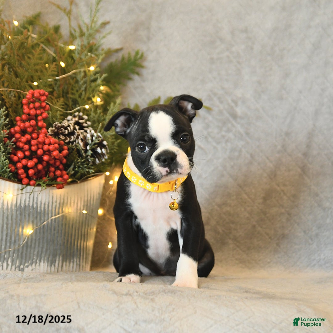 Boston Terrier dogs for sale: Sugar - Ad 3