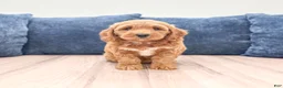 Miniature Labradoodle dogs for sale: Phoenix - Ad 1