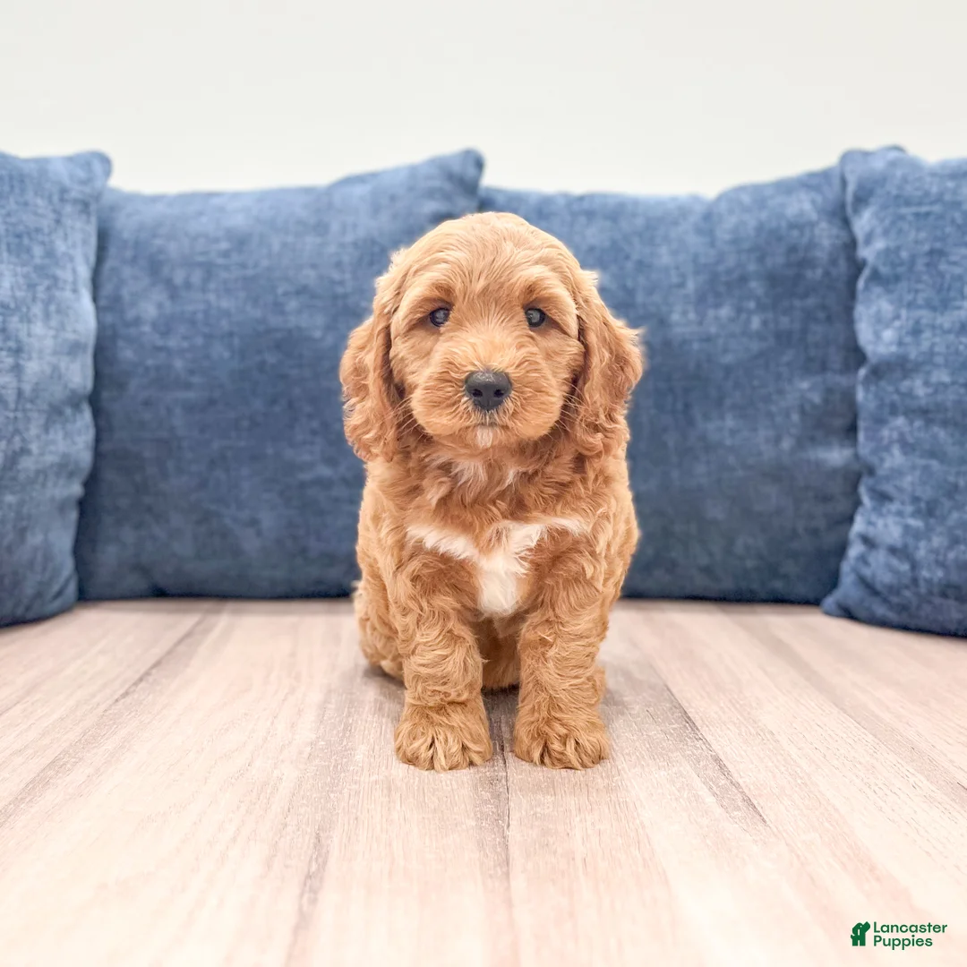 Miniature Labradoodle dogs for sale: Phoenix - Ad 1