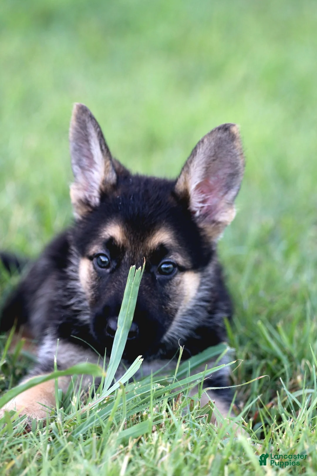 German Shepherd dogs for sale: Green Collar - Ad 2