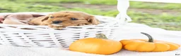Cavalier King Charles Spaniel dogs for sale: Chipy - Ad 4