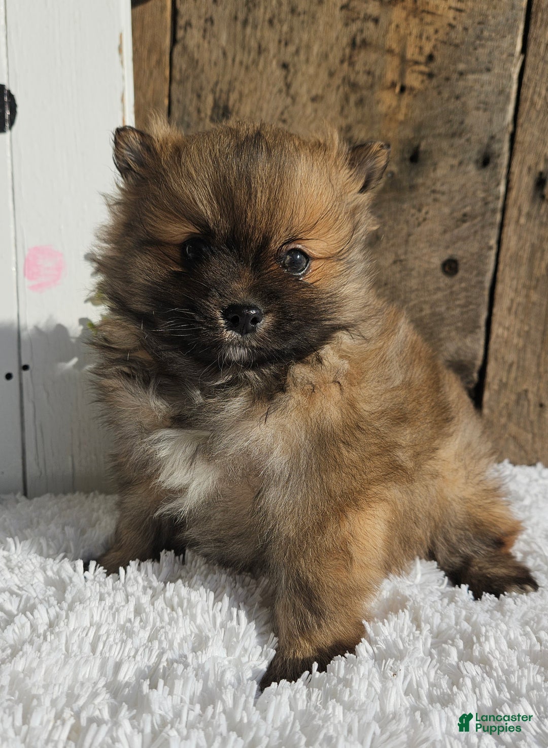 Pomeranian dogs for sale: Tommy - Ad 3